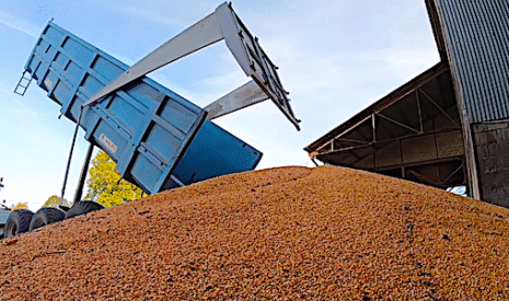 Livraison d’une benne de maïs à la coopérative