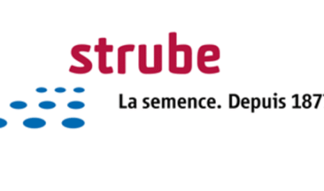 Betterave sucrière, le phénotypage 4D remplace la notation visuelle