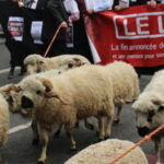 Une enquête européenne ouverte sur le loup