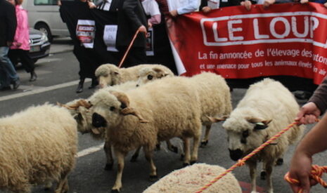 Une enquête européenne ouverte sur le loup