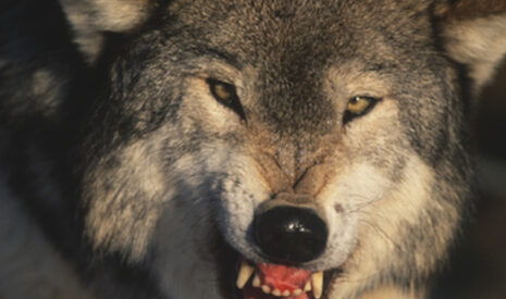 Loup y es-tu ? Oui, je suis là !