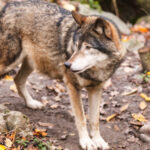 Loup, l’attaque sur l’homme qui change tout