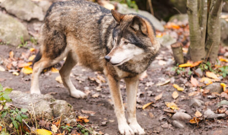 Loup, l’attaque sur l’homme qui change tout