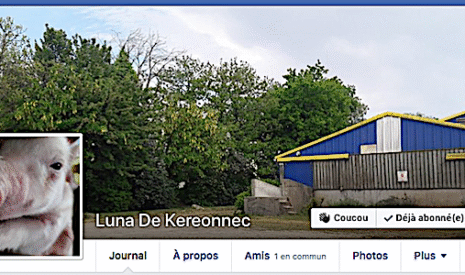 La cochonne qui explique ses conditions d’élevage avec son propre compte Facebook