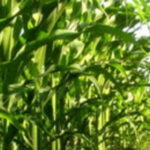 La tentation OGM d’un producteur de maïs