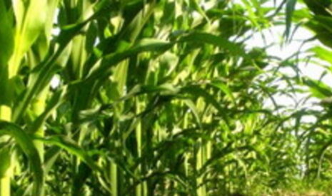La tentation OGM d’un producteur de maïs