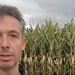 La récolte du maïs ensilage