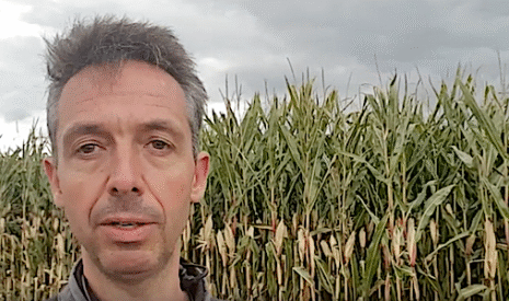 La récolte du maïs ensilage