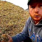 L’ensilage du maïs fourrage