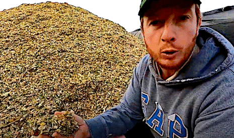 L’ensilage du maïs fourrage