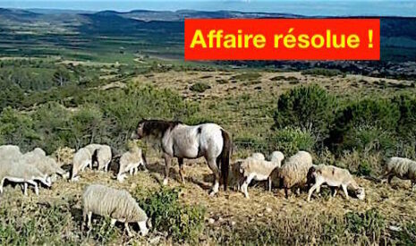 Solidarité, l’élevage de brebis de l’Aude sauvé !