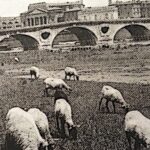 Toulouse remplace ses tondeuses par des moutons pour couper le gazon