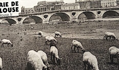 Toulouse remplace ses tondeuses par des moutons pour couper le gazon