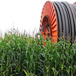 Le marché mondial du maïs artificiellement serein