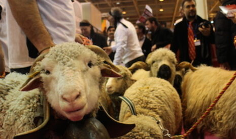 Le Copa-Cogeca participe au lancement de la plateforme européenne sur les grands carnivores