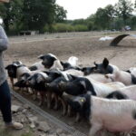 Transformation des porcs cul noir et appel à participation
