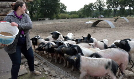 Transformation des porcs cul noir et appel à participation