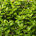 La mercuriale annuelle