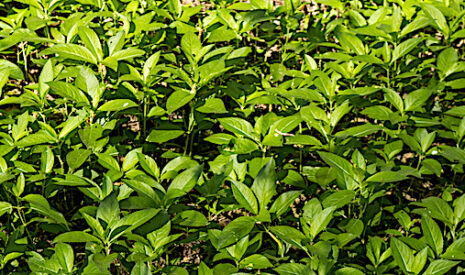 La mercuriale annuelle
