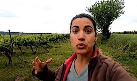 Le mildiou de la vigne, l’ennemi des viticulteurs