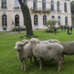 Comptes de l’agriculture, la ferme France crée 15 % de richesses en moins qu’en 1980