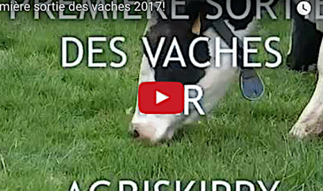 La mise à l’herbe, l’événement pour les vaches à la sortie de l’hiver