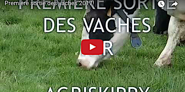 mise l herbe vaches