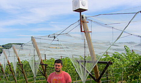 Insolite, écoutez la musique qui fait pousser les vignes !