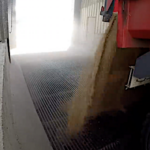 Comment se passe la livraison du grain à la coopérative