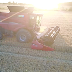 Moisson de blé 2020 dans le Loiret, rendements catastrophiques !