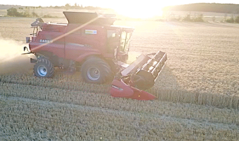 Moisson de blé 2020 dans le Loiret, rendements catastrophiques !