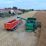Moisson de colza dans le Pas-de-Calais vue depuis un drone