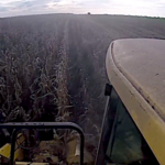 Insolite, une moisson en janvier !