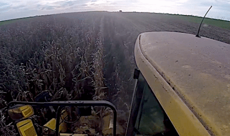 Insolite, une moisson en janvier !