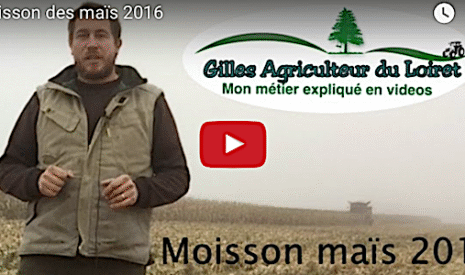 La moisson des maïs