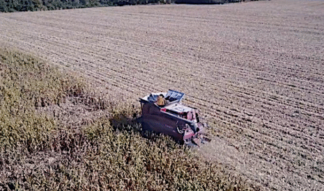 Maïs irrigué ou non, comparaison à la moisson