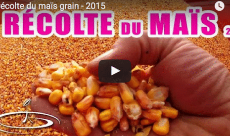 La moisson de maïs grain en vidéo