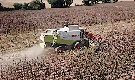 La moisson des tournesols