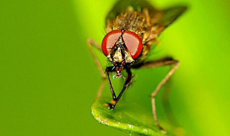 La mouche grise des semis