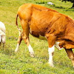 Viande, en France le déconfinement épargne les filières ovine et bovine