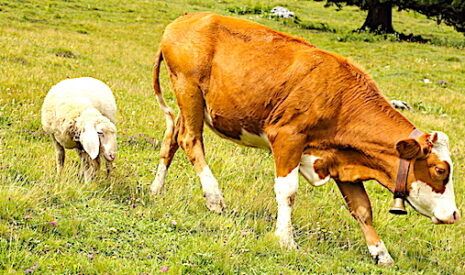 Viande, en France le déconfinement épargne les filières ovine et bovine
