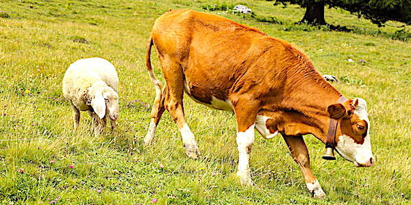 mouton vache