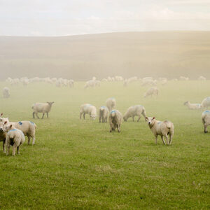 moutons angleterre