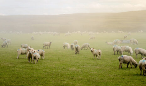 Production mondiale d’Ovins viande – L’Océanie contrainte de se redéployer