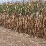 Le mulch, un couvert végétal efficace