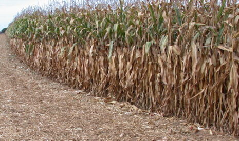 Le mulch, un couvert végétal efficace