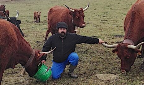 Au tour de vétérinaires de vouloir retirer les cloches des vaches !