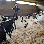 Quelle alimentation pour les vaches l’hiver ?