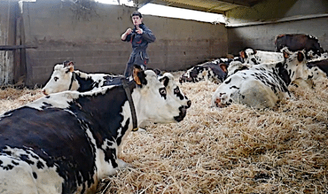 Quelle alimentation pour les vaches l’hiver ?