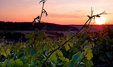 La nouvelle identité des champagnes Robert Faivre
